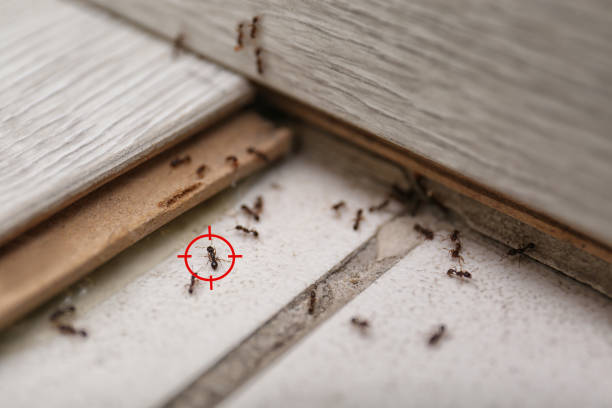 Best Bed Bug Extermination  in Garden City Park, NY