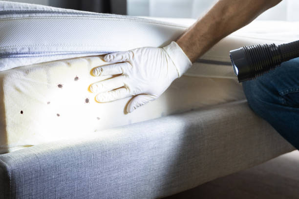 Best Ant Control Services  in Garden City Park, NY