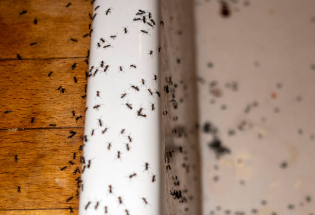 Best Best Pest Control Companies  in Garden City Park, NY