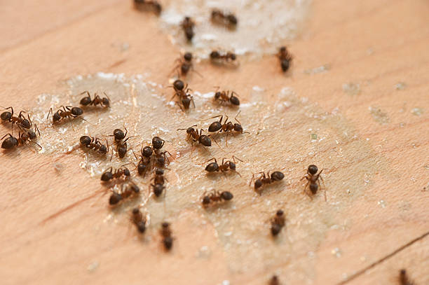  Garden City Park, NY Pest Control Pros