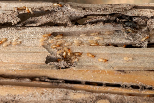 Best Exterminator Services  in Garden City Park, NY